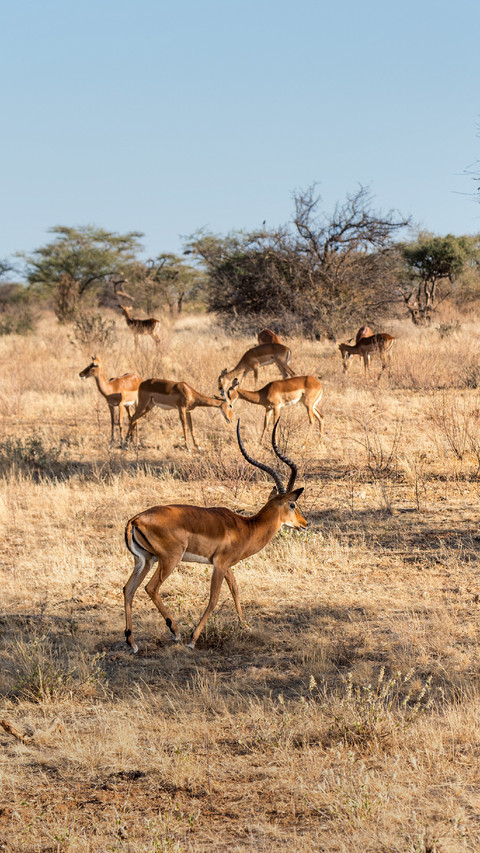A Group of Antelopes Foraging on The Grass screenshot