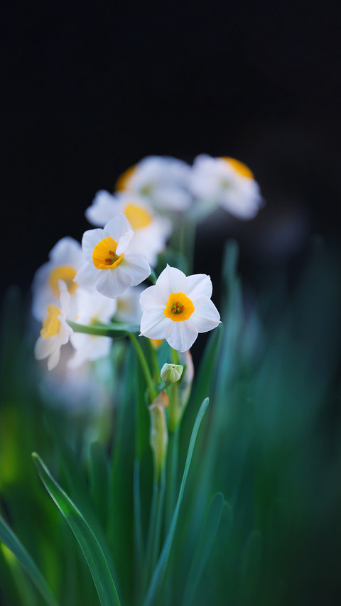 Flowers that can also be raised in winter screenshot