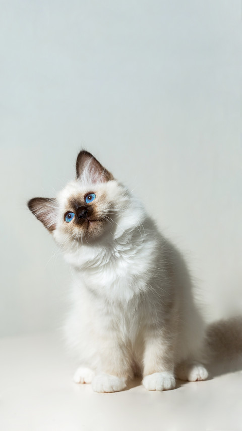 kitten cat breed sacred burma screenshot