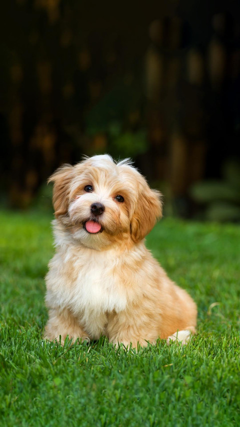 Dog117 screenshot
