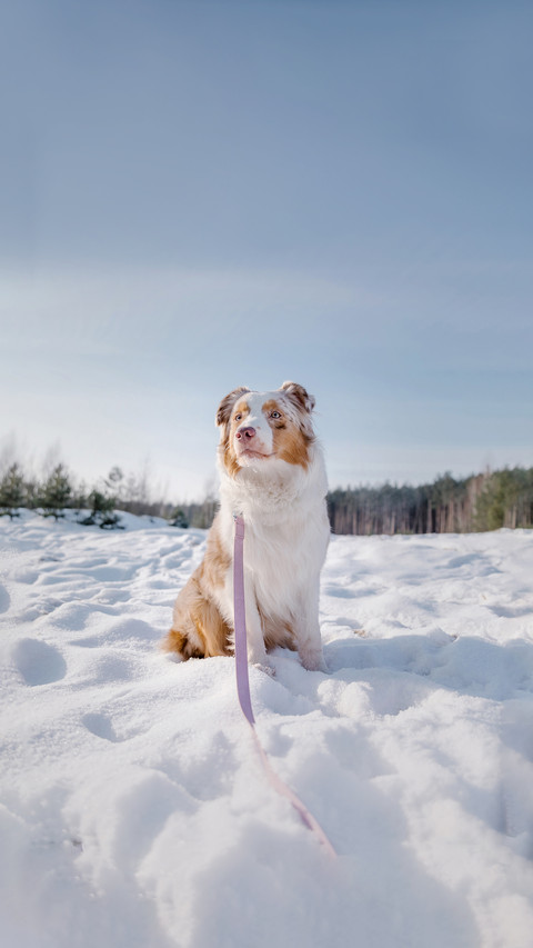Australian Shepherd dog in winter screenshot
