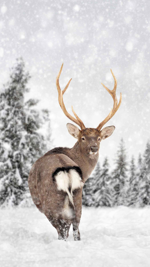 Winter Snow Country screenshot
