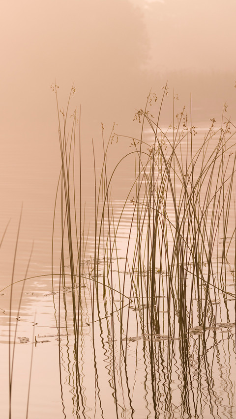 Reed shore screenshot
