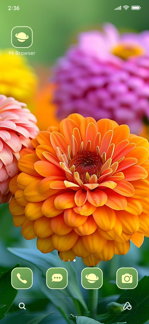colorful dahlias screenshot
