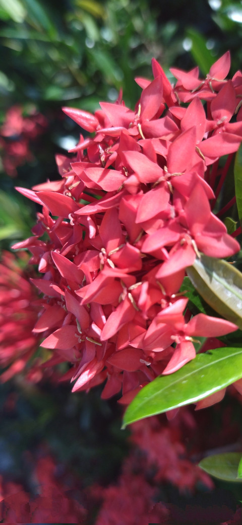 red little flowers in garden screenshot