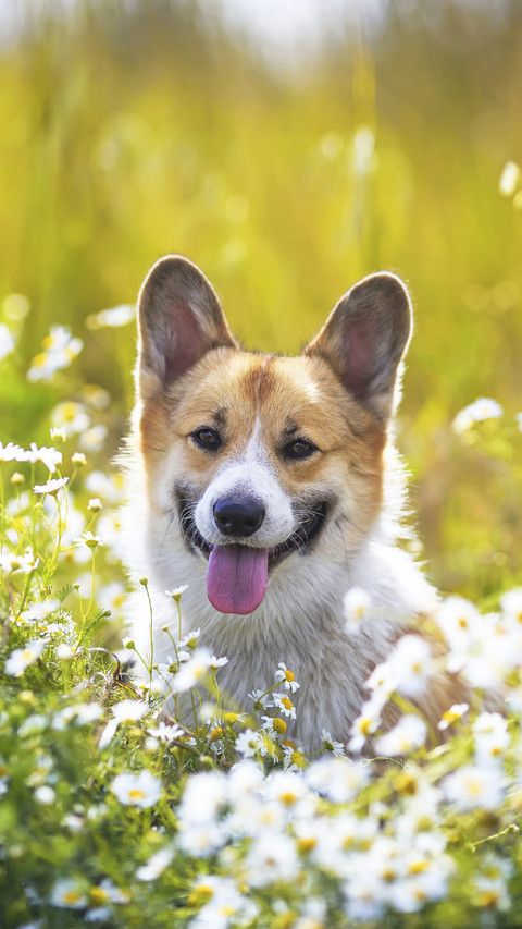 Cute Corgi with Flower screenshot