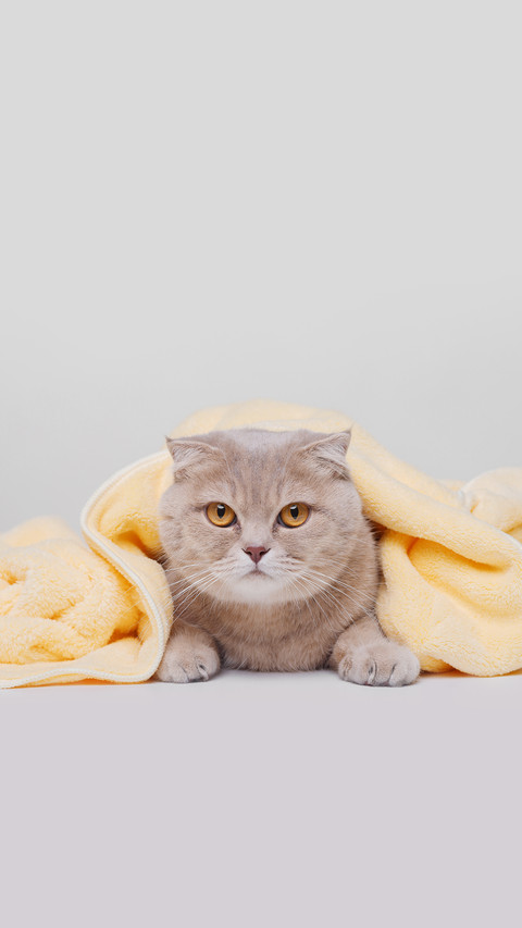 Funny Large Tabby Cute Kitten with Beautiful Big Eyes screenshot