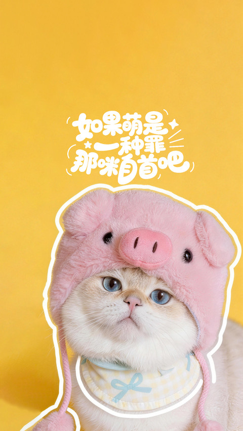 如何养出粘人小猫 screenshot