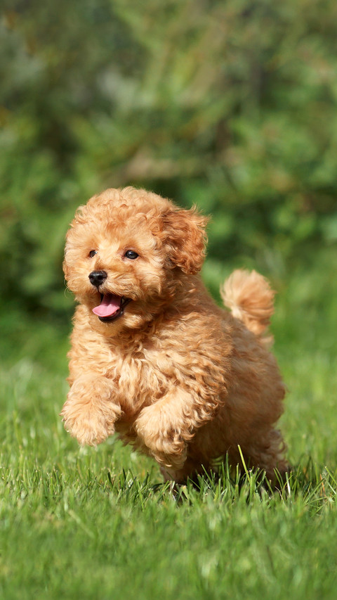Little poodle puppy on the lawn screenshot