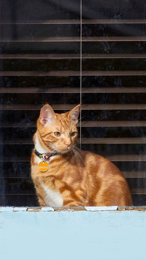Adorable young ginger tabby cat in a peeling paint window screenshot