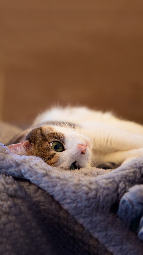 Cute calico cat lying on blanket screenshot