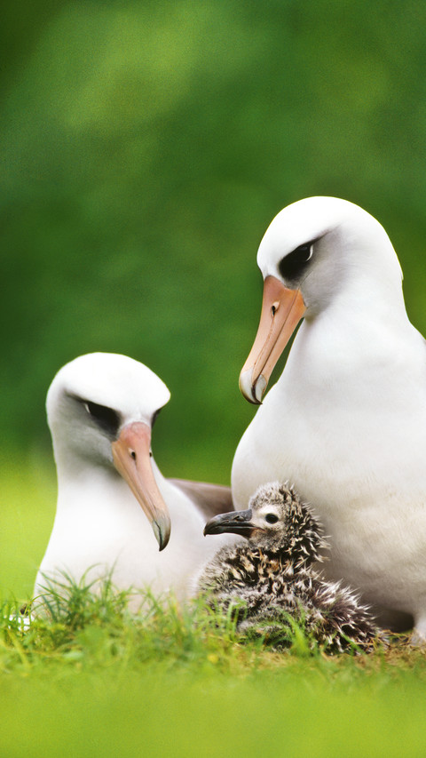 Laysan albatross pair with chick phoebastria immutabilis screenshot