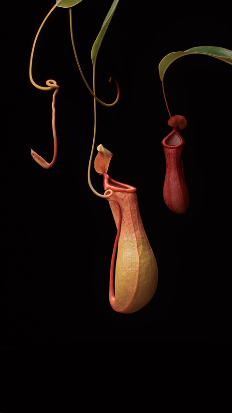 These plants actually eat meat screenshot
