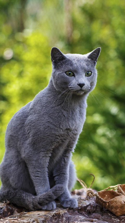 A Blue Cat Sitting on The Ground screenshot