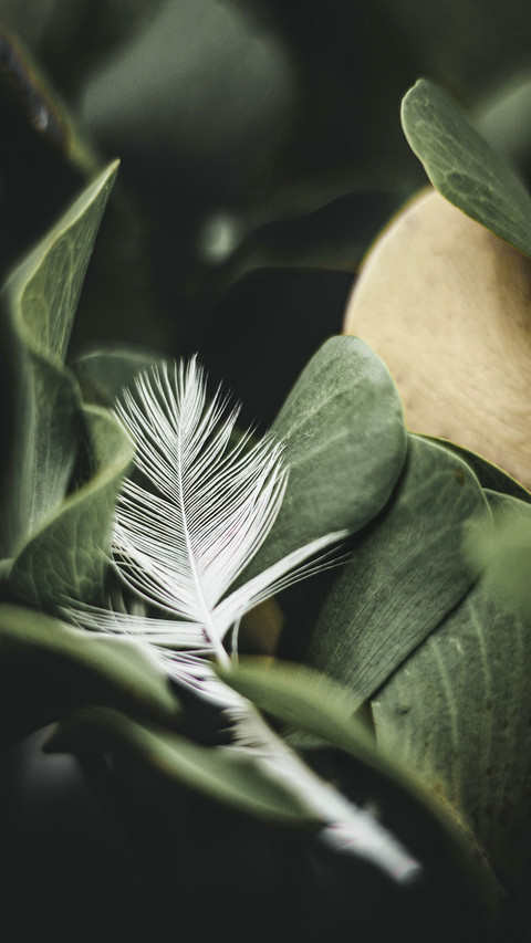 White Feather on Green Leaves screenshot