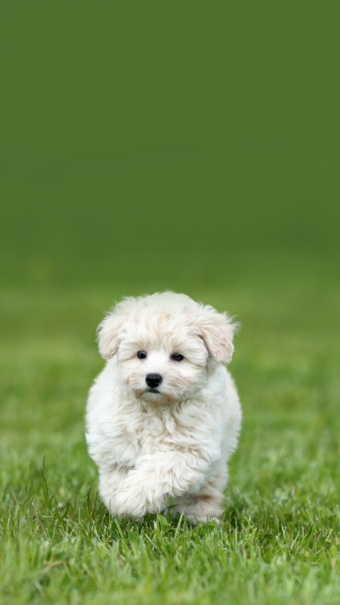 Cute little puppy running on the grass screenshot