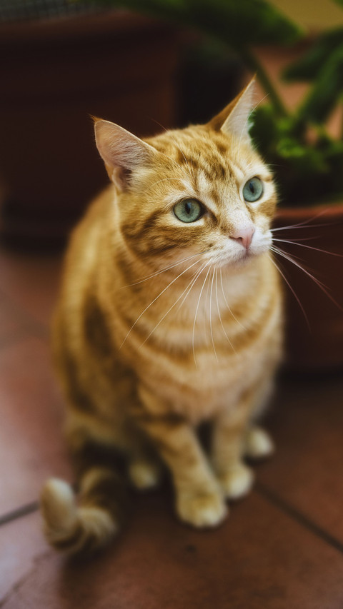 花园里的猫-视觉中国 screenshot
