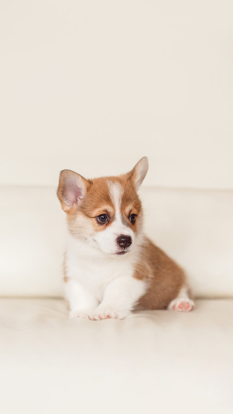 A Corgi Puppy Lying on The Bed screenshot