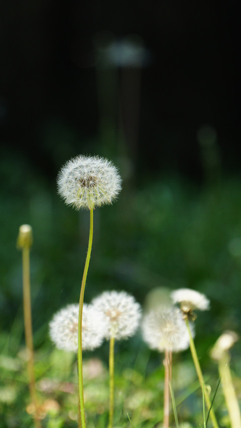Dandelions under the sun screenshot
