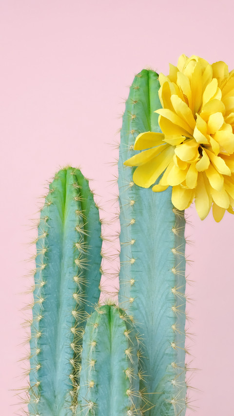 Good looking plants 48 screenshot