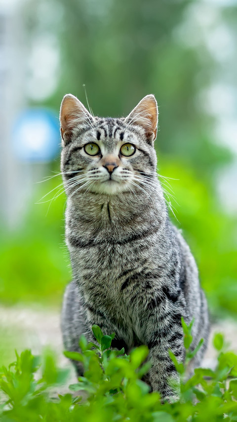 Cat screenshot