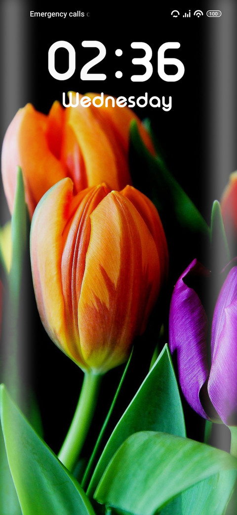 Tulips screenshot