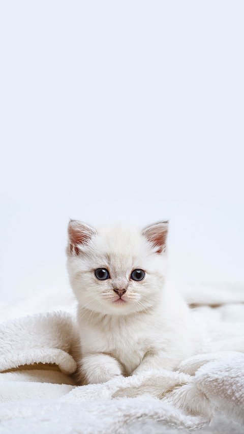 Pretty Grey Kitten British Lying on White Plaid screenshot