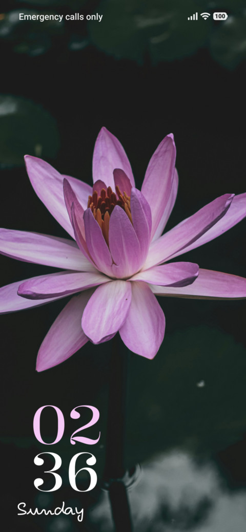 Blush Lily screenshot