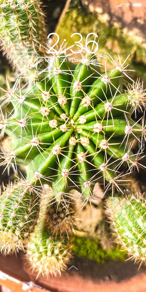 Cactus_DWM2 screenshot
