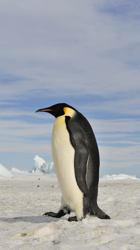 Penguin Walking on The Snow screenshot