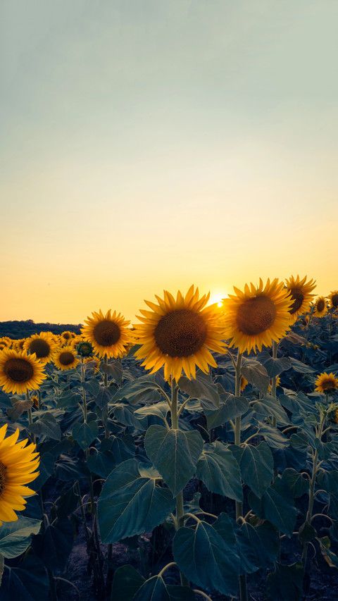 Colorful Flower Field screenshot