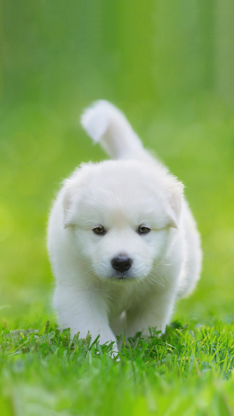 Dog133 screenshot