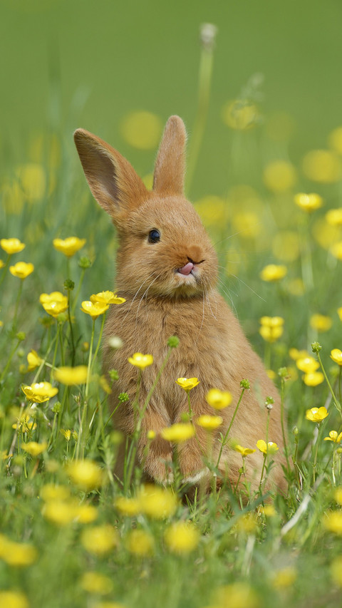 Rabbit screenshot