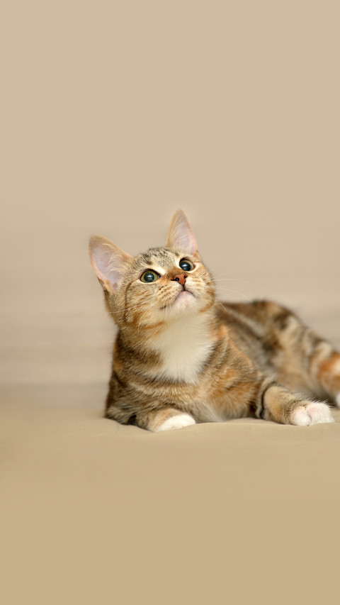 Striped Tricolor Cat on a Light Background screenshot