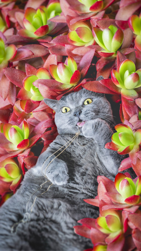 Keep cats without flowers 12 screenshot
