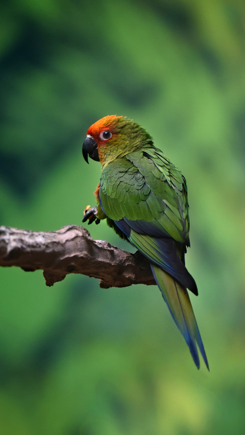 Close up of A Bird Standing on A Branch screenshot