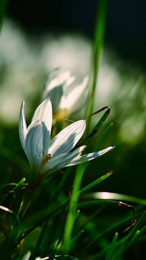 Scallions and lotus flowers in the morning light screenshot