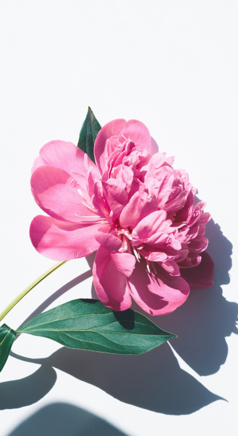 Floral B1 (11) screenshot