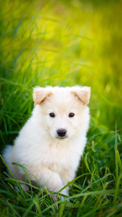 Dog467 screenshot