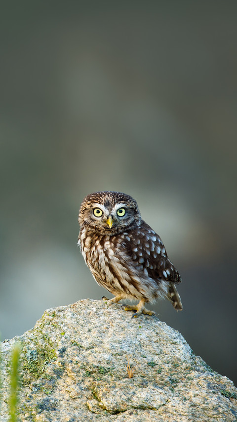 Owl at sunrise. Little owl, Athene noctua screenshot