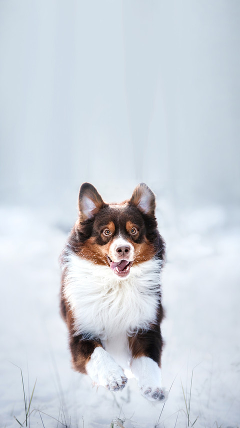 Australian Shepherd dog brown color in nature screenshot