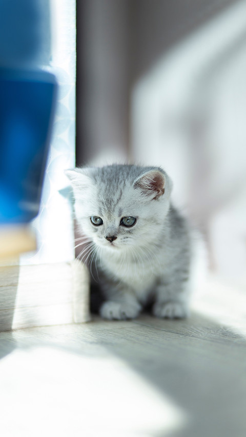 Cute little striped british grey Kitten cat sitting on floor screenshot