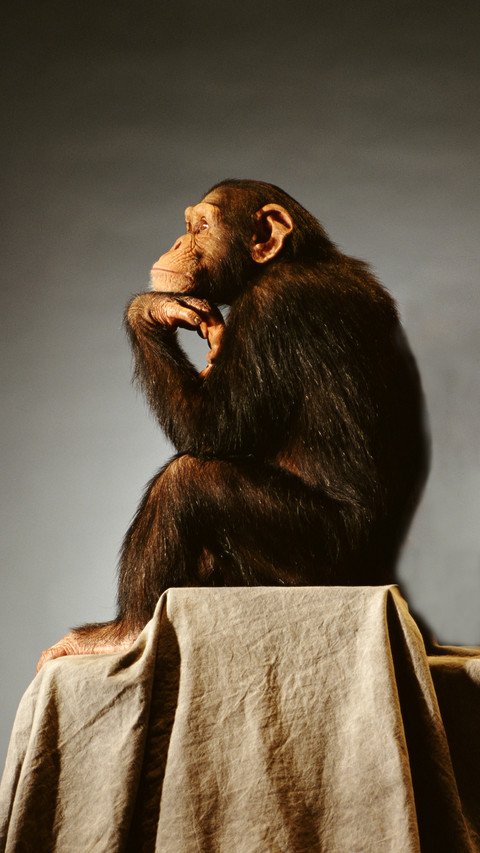 Genetic similarity between humans and gorillas screenshot