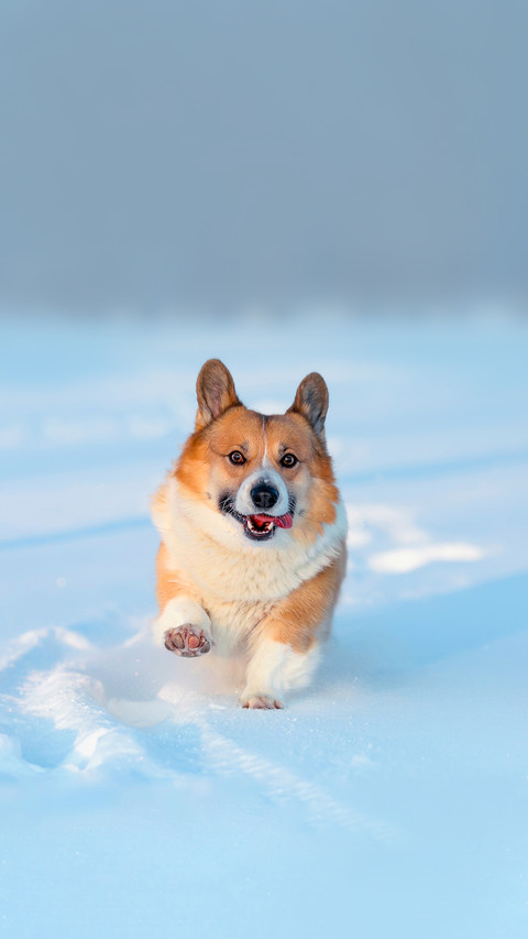 Cute corgi dog puppy runs merrily through the sparkling snow screenshot