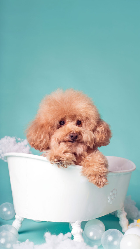 Mixed blooded Teddy puppies are also very cute screenshot