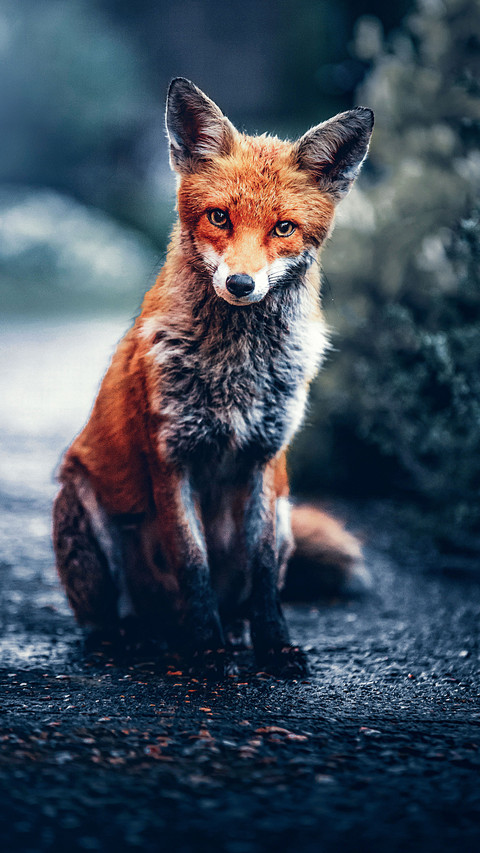 Portrait of a red fox screenshot