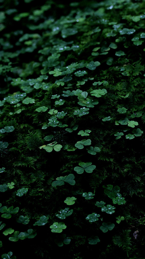 幸运草 screenshot
