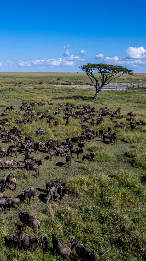 The animals of the serengeti steppe screenshot