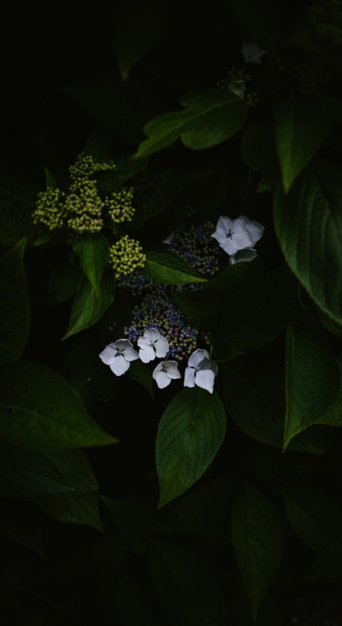 Macro Photography (37) screenshot