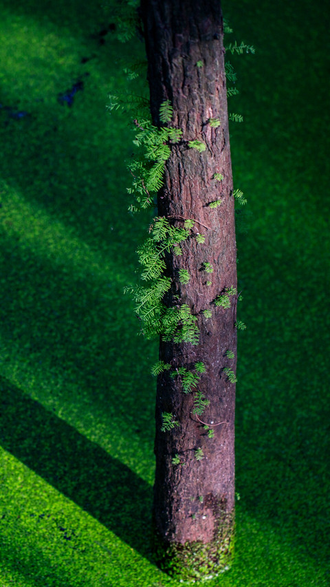 On qingshan lake duckweed shakes the metasequoia screenshot
